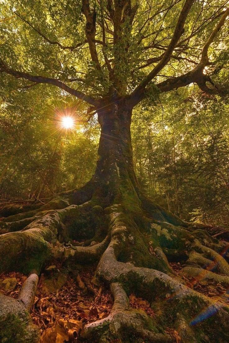 Lichtdurchfluteter Wald mit altem Baum